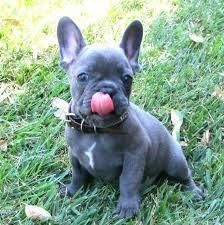 Gorgeous french Bulldog puppies available