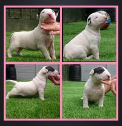 Both English Bullterrier Puppies For Sale