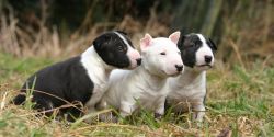 Stunning Akc Reg Bull Terrier Puppies