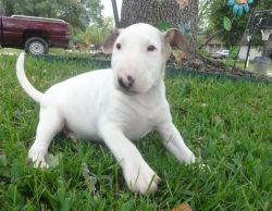 Male and Female Bull Terrier Puppies
