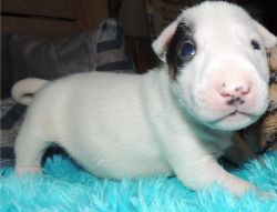 Bull Terrier Available No time
