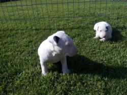 Adorable Male And Female Bull Terrier Puppies