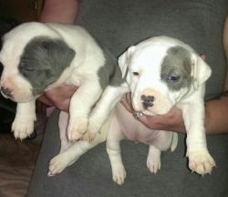 Male And Female Bull Terrier Puppies