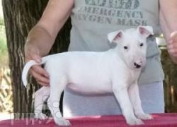 Lovely Looking Bullterrier Puppies Ready Now