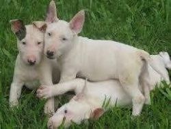Bull terrier puppies
