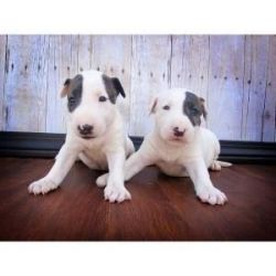 Two bull terrier puppies