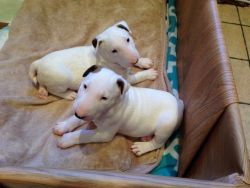 3 English Bull Terrier Puppies For Sale
