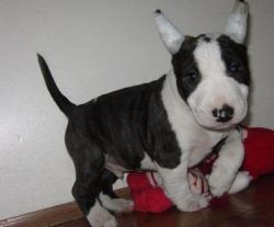 Beautiful Bull Terrier Puppies For Sale