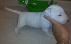 hh Healthy looking Bull Terrier Puppies specially