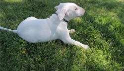 Registered Bull Terriers Puppies Available