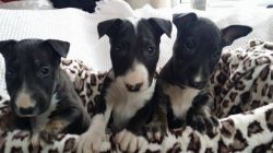 Stunning Bull Terriers Puppies For Sale