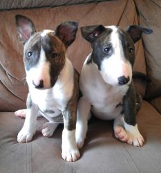 Beautiful English Bull Terrier Puppies for Sale