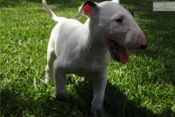 Bull Terrier for sale male and female ready now now .