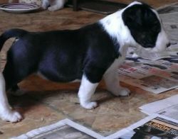 Purebreds Male and Female Bull Terriers Available For Sale
