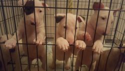Pure Bred Bull Terrier Puppies