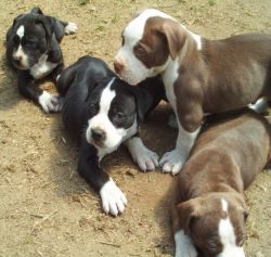Pit Bull Terrier puppies