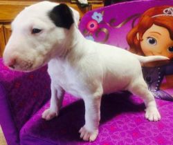 Registered English bull terrier puppies for sale