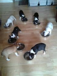English Bullterriers For Sale