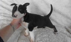 Quality Kc English Bull Terrier Puppies