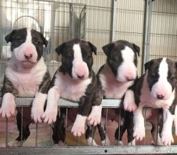 5 English Bull Terrier Puppies