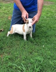 Perfect Bull Terrier Puppies For Sale