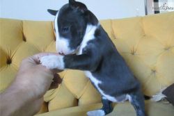 Awesome Miniature Bull Terrier Puppies .