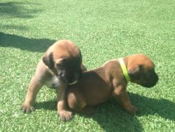 Cute Bullterier Puppies Available