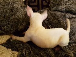 Awesome Bull Terrier Puppies