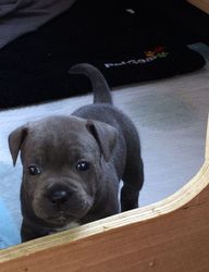 Blue Staffordshire Bull terrier puppies for sale.