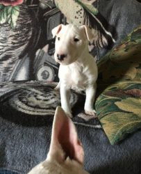 Well Trained Bull Terrier Puppies