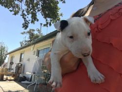 Adorable Bull Terrier puppies well home raised