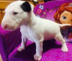 Awesome Male and Female Bull terrier Puppies