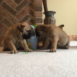 Stunning Bullmastiff Puppies for Sale