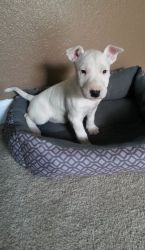 Home Raised Bull Terrier Puppies For Sale