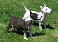 Purebred Bull Terrier Puppies Need Home