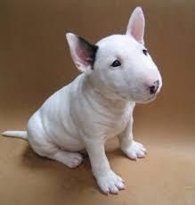 Male and Female Bull Terrier Puppies Available