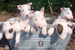 bull Terriers For Sale.
