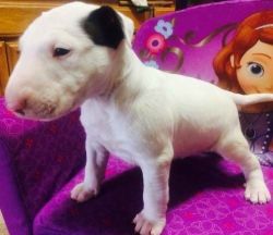 Awesome Male and Female Bull terrier Puppies