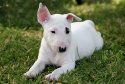 Miniature Bull-Terrier's for Sale