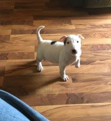 Affectionate Bull Terrier puppies For Sale.