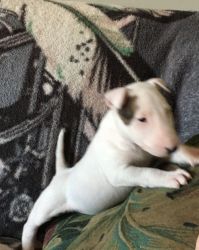 AKC Playful Bull Terrier Puppies For Sale