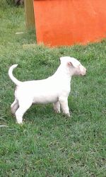 Absolutely Active Bull Terrier puppies For Sale