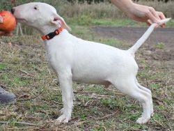 Males and females Bull Terrier Puppies