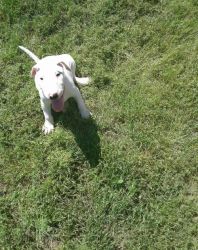 Super cute Bull Terrier puppies for Sale