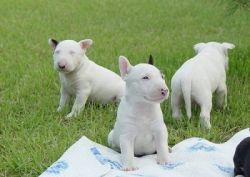 Well socialized Bull Terrier puppies