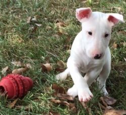 Outstanding Bull Terrier Puppies For Sale