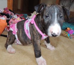 This Bull Terrier girl is very loving and playful.