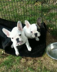 2 Beautiful French Bulldog puppy looking for a new family home