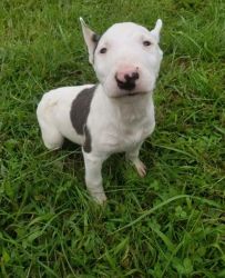 Lovely Bull Terrier puppies - ready to go