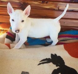 Bull Terrier male and female puppies.